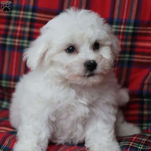 Gideon, Bichon Frise Puppy